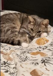 Lost Female Cat last seen Carlton in lindrick, Carlton in Lindrick, England 