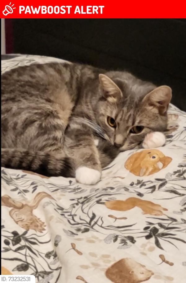 Lost Female Cat last seen Carlton in lindrick, Carlton in Lindrick, England 