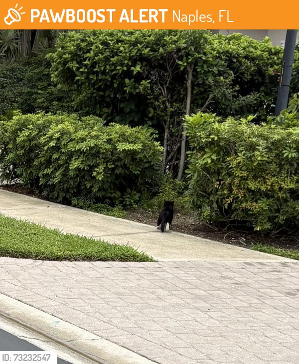 Found/Stray Unknown Cat last seen Delasol Ln, Naples, FL 34110