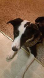 Lost Female Dog last seen Marsh ln. Dallas tx., Dallas, TX 75244