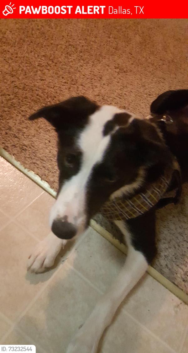Lost Female Dog last seen Marsh ln. Dallas tx., Dallas, TX 75244
