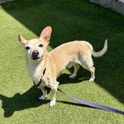 Shelter Stray Male Dog last seen Near Roselle Avenue, Oceanside, CA, 92056, Oceanside, CA 92058, USA