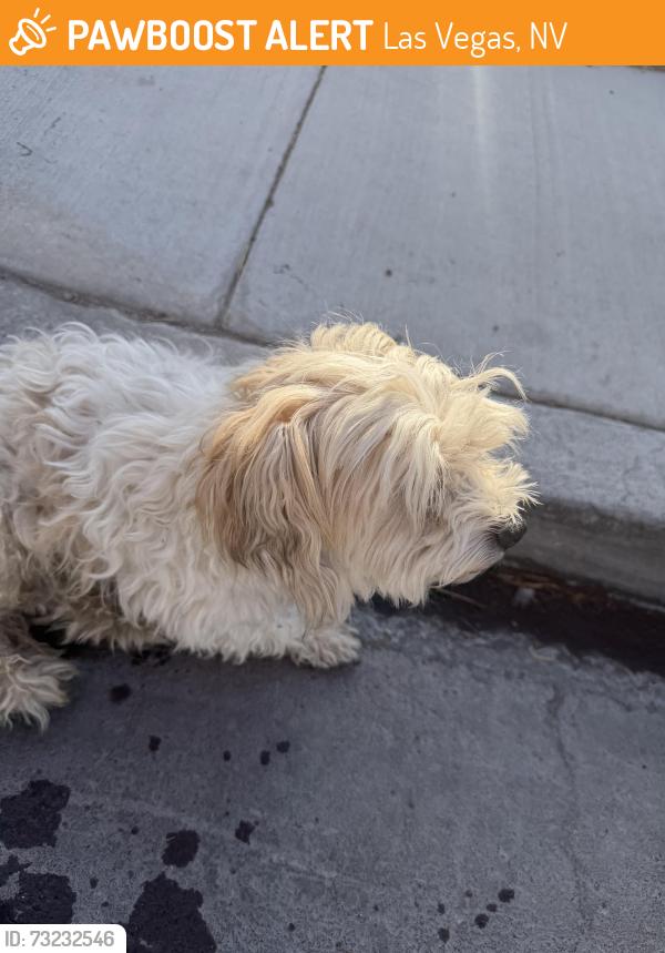 Found/Stray Male Dog last seen Lamb, Las Vegas, NV 89110