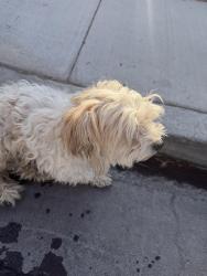 Found/Stray Male Dog last seen Lamb, Las Vegas, NV 89110