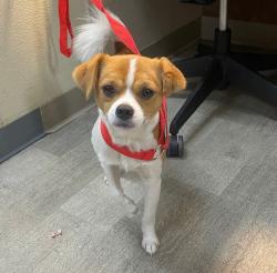 Shelter Stray Male Dog last seen Near Genesee Avenue, San Diego, CA, 92117, 5500 Gaines St, San Diego, CA 92110, USA