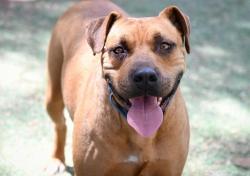 Shelter Stray Female Dog last seen Kaile Ln E, Escondido, CA, 92027, Escondido, CA 92027, USA