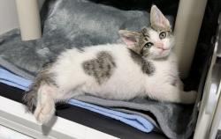 Shelter Stray Female Cat last seen Near Agosto Street, San Diego, CA, 92154, 5500 Gaines St, San Diego, CA 92110, USA