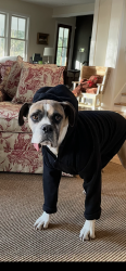 Lost Male Dog last seen Bohicket rd, Johns Island, SC 29455