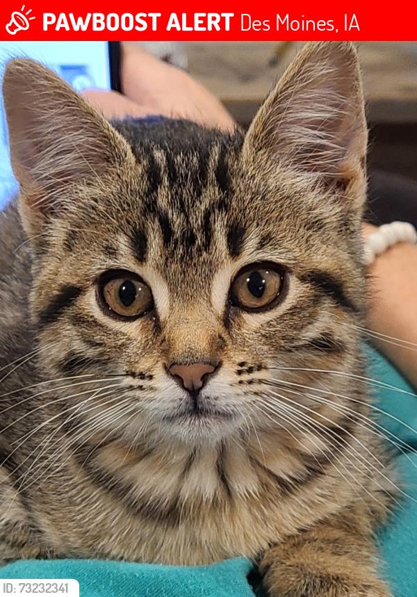 Lost Female Cat last seen 42nd and Morton Ave by Bruebaker Elementary, Des Moines, IA 50317