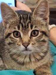 Lost Female Cat last seen 42nd and Morton Ave by Bruebaker Elementary, Des Moines, IA 50317