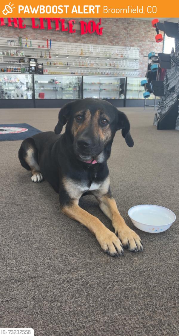 Found/Stray Female Dog last seen Nickel and midway, Broomfield, CO 80020
