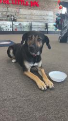 Found/Stray Female Dog last seen Nickel and midway, Broomfield, CO 80020