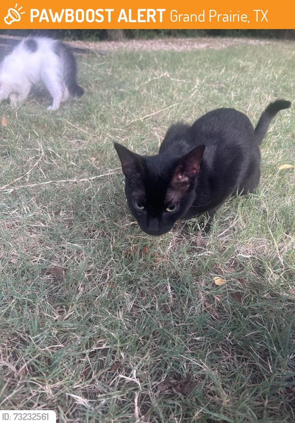 Found/Stray Unknown Cat last seen under my shed, Grand Prairie, TX 75052