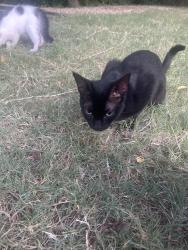 Found/Stray Unknown Cat last seen under my shed, Grand Prairie, TX 75052