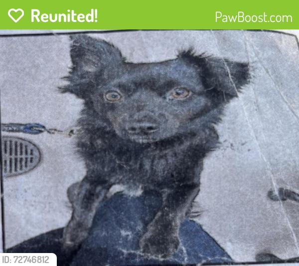 Reunited Male Dog last seen Market st & 4th st San Francisco, San Francisco, CA 94102