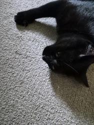 Reunited Female Cat last seen 16th and M, Galveston, TX 77550