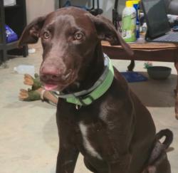 Reunited Male Dog last seen White settlement road and meadow Park drive, White Settlement, TX 76108