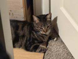 Reunited Female Cat last seen Disappear from home, Pasadena, CA 91107