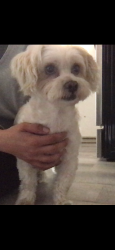 Reunited Male Dog last seen N. Columbine Ave. and Hawthorne, Ontario, CA 91764