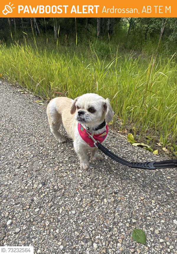 Found/Stray Unknown Dog last seen Ardrossan school, Ardrossan, AB T8E 2M8