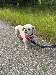 Found/Stray Unknown Dog last seen Ardrossan school, Ardrossan, AB T8E 2M8