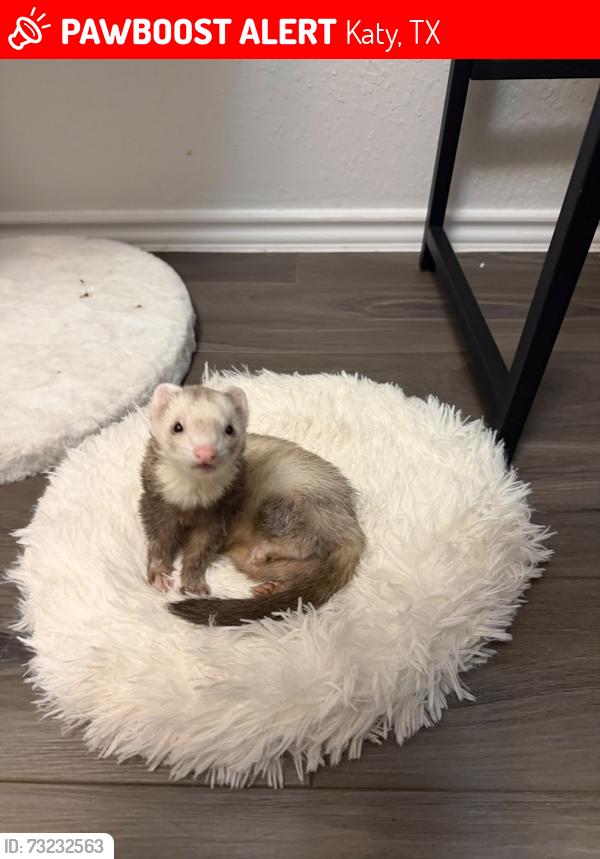 Lost Female Ferret last seen Travieso Garden, Katy, TX 77493