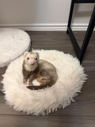 Lost Female Ferret last seen Travieso Garden, Katy, TX 77493