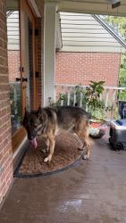 Reunited Male Dog last seen Near Miller Landing Rd, Tallahassee, FL 32312, USA, Tallahassee, FL 32312