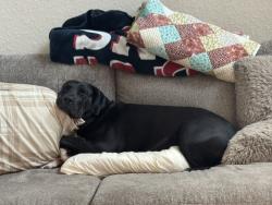 Reunited Female Dog last seen CR 94, Pearland, TX 77584