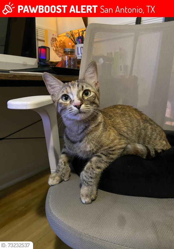 Lost Female Cat last seen Kenilworth Blvd, San Antonio, TX 78209
