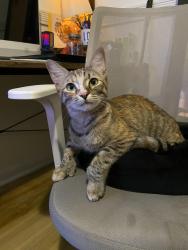 Lost Female Cat last seen Kenilworth Blvd, San Antonio, TX 78209