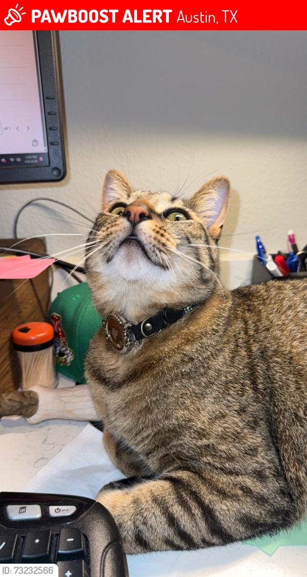 Lost Male Cat last seen Randall’s on lakeline, Austin, TX 78729