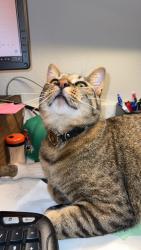 Lost Male Cat last seen Randall’s on lakeline, Austin, TX 78729