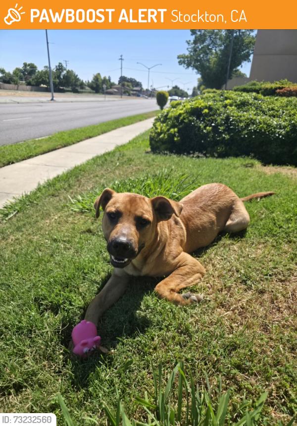 Found/Stray Male Dog last seen W March Ln and Pacific Ave / El Dorado St, Stockton, CA 95204