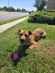 Found/Stray Male Dog last seen W March Ln and Pacific Ave / El Dorado St, Stockton, CA 95204