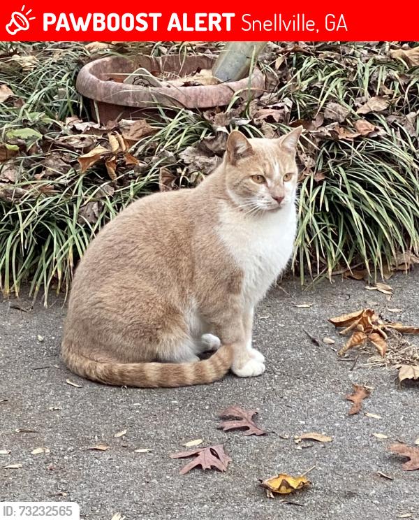 Lost Male Cat last seen Lenora Rd and Silvery Way, Snellville, GA 30039