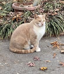 Lost Male Cat last seen Lenora Rd and Silvery Way, Snellville, GA 30039