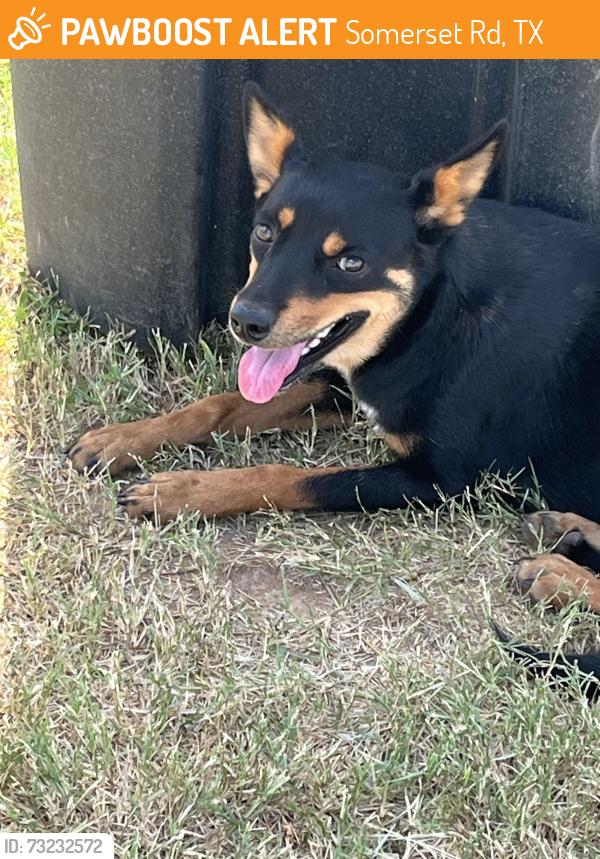 Found/Stray Female Dog last seen Somerset Rd, Somerset Rd, TX 78224