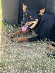Found/Stray Female Dog last seen Somerset Rd, Somerset Rd, TX 78224