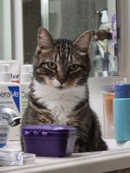 Lost Male Cat last seen Indian Rock Run Road / Regent's Glen cndmniums, York, PA 17403