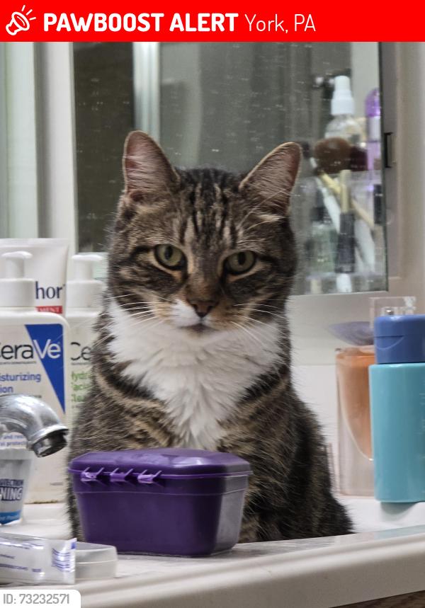 Lost Male Cat last seen Indian Rock Run Road / Regent's Glen cndmniums, York, PA 17403