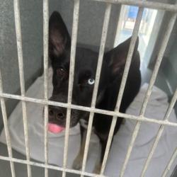 Shelter Stray Unknown Dog last seen , 12910 Yukon Ave, Hawthorne, CA 90250, USA