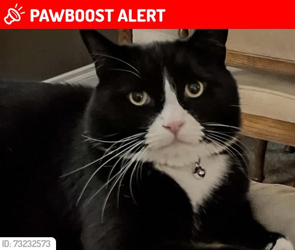 Lost Male Cat last seen Near Cardinal Way, Qualicum Beach, BC V9K 2K9