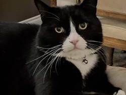 Lost Male Cat last seen Near Cardinal Way, Qualicum Beach, BC V9K 2K9