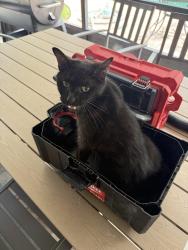 Reunited Male Cat last seen Pine & raggedy point court, Fleming Island, FL 32003
