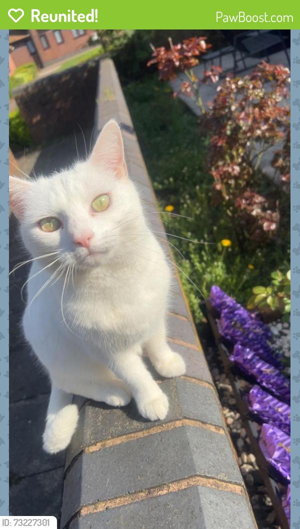 Reunited Female Cat last seen Welbeck street Sutton-in-ashfield, Nottinghamshire, England 