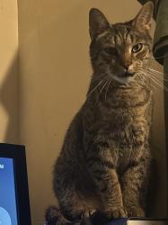 Reunited Male Cat last seen School st, Smith circle, Cornelius, NC 28031