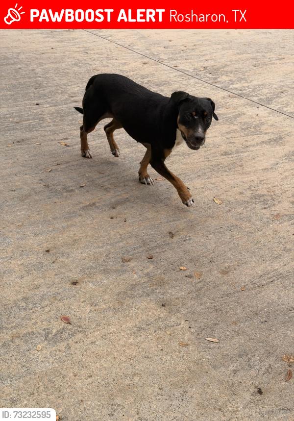 Lost Female Dog last seen Meridiana parkway, Rosharon, TX 77583