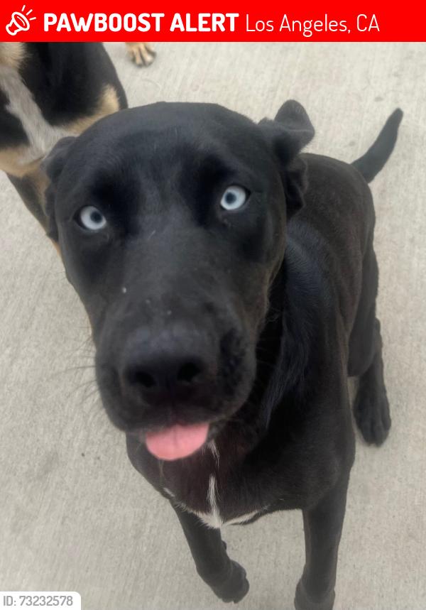 Lost Female Dog last seen eubank c street, Los Angeles, CA 90744