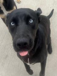 Lost Female Dog last seen eubank c street, Los Angeles, CA 90744